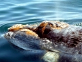 Southern Right Whale