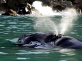 Southern Right Whale