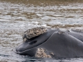 Southern Right Whale