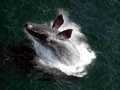 Southern Right Whale