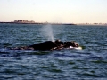 Southern Right Whale