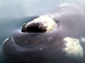 Southern Right Whale