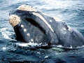 Southern Right Whale