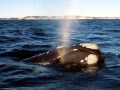 Southern Right Whale