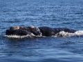 Southern Right Whale