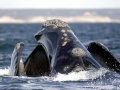 Southern Right Whale