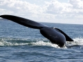 Southern Right Whale
