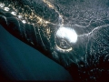 Southern Right Whale