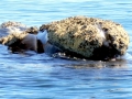 Southern Right Whale