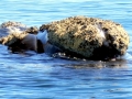 Southern Right Whale