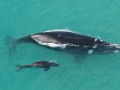 Southern Right Whale