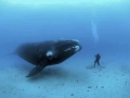 Southern Right Whale