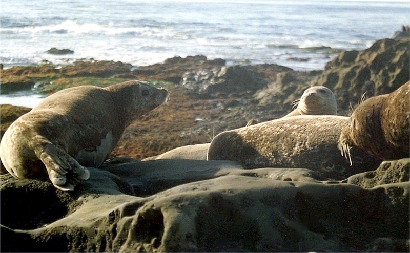 South American Sea Lion