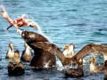 South American Sea Lion