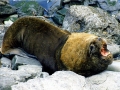 South American Sea Lion
