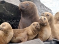 South American Sea Lion