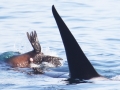 South American Sea Lion