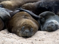 South American Sea Lion