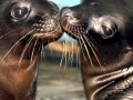 South American Sea Lion