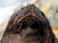 South American Sea Lion