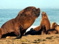 South American Sea Lion