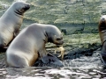 South American Sea Lion