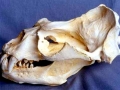 South American Sea Lion