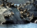 South American Sea Lion