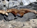 South American Sea Lion
