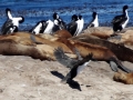 South American Sea Lion
