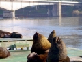 South American Sea Lion