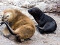 South American Sea Lion