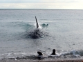 South American Sea Lion