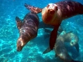 South American Sea Lion