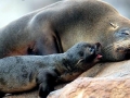 South American Sea Lion