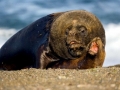 South American Sea Lion