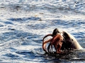 South American Sea Lion