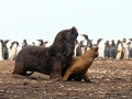 South American Sea Lion