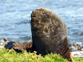 South American Sea Lion