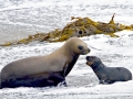 South American Sea Lion