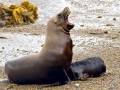 South American Sea Lion