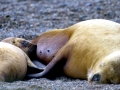 South American Sea Lion