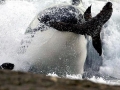 South American Sea Lion
