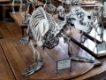 South American Sea Lion