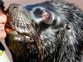 South American Sea Lion