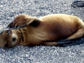 South American Sea Lion