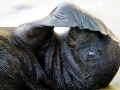 South American Sea Lion