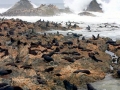 South American Sea Lion