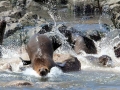 South American Sea Lion