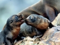 South American Sea Lion